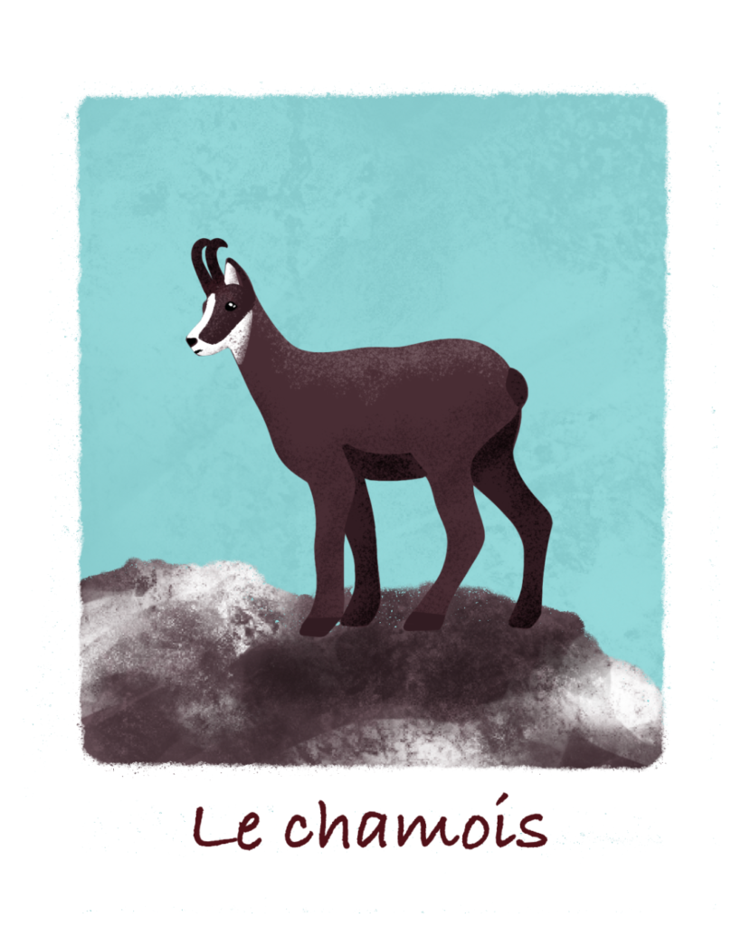 Illustration chamois en montagne Aurore Leprivey