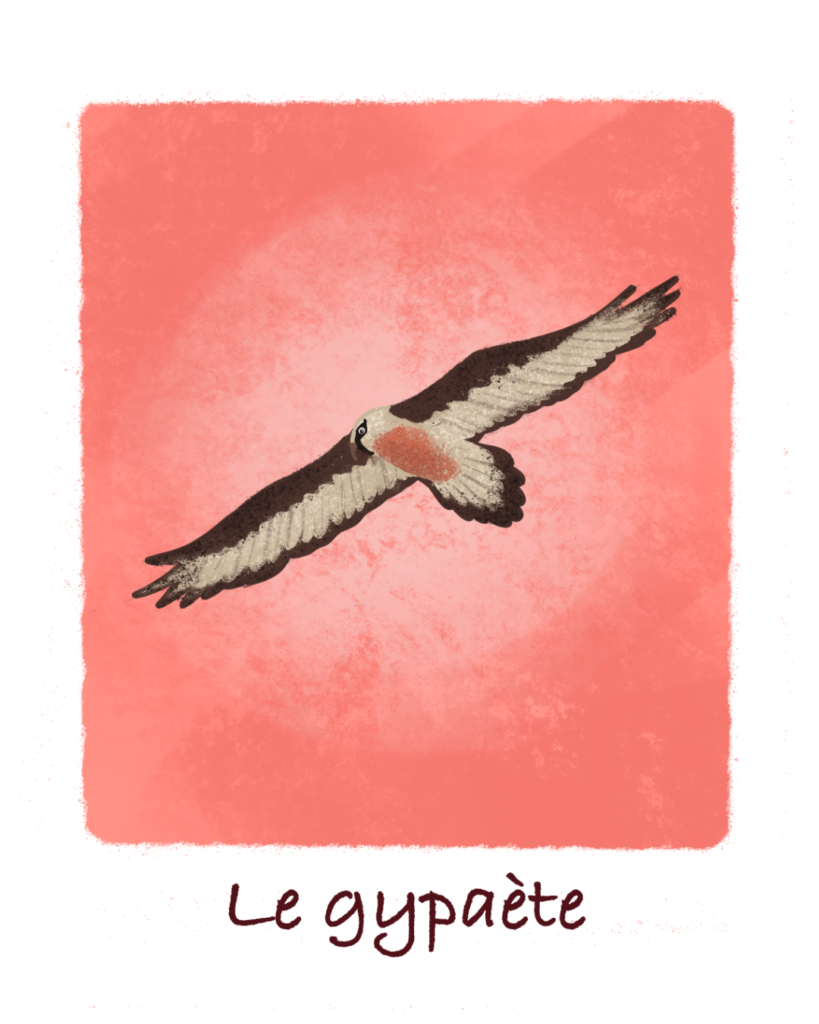 Illustration gypaète en montagne Aurore Leprivey