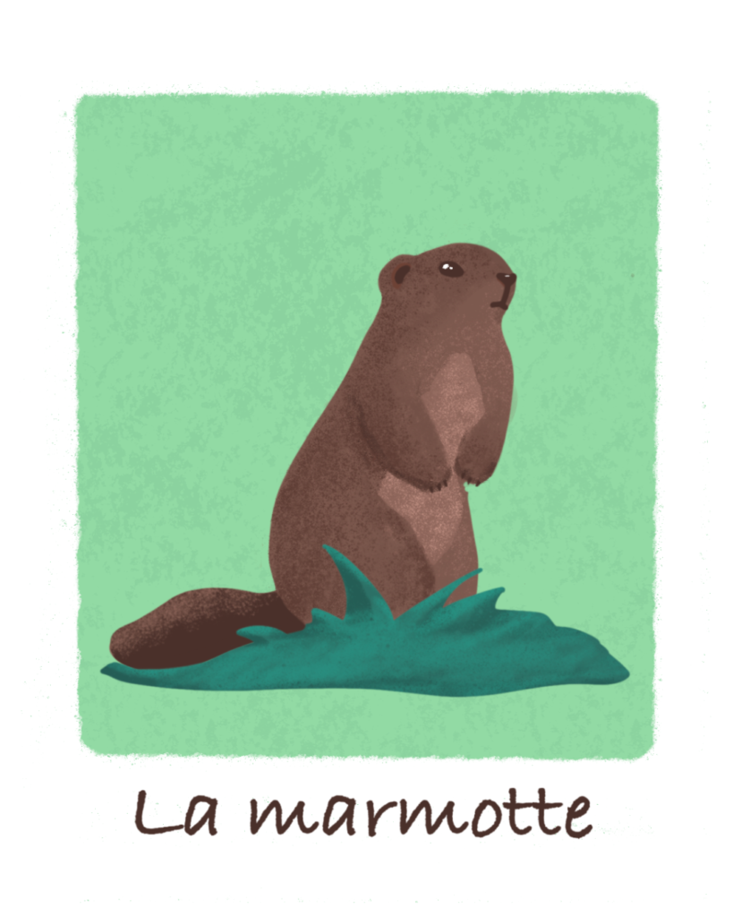 Illustration marmotte en montagne Aurore Leprivey